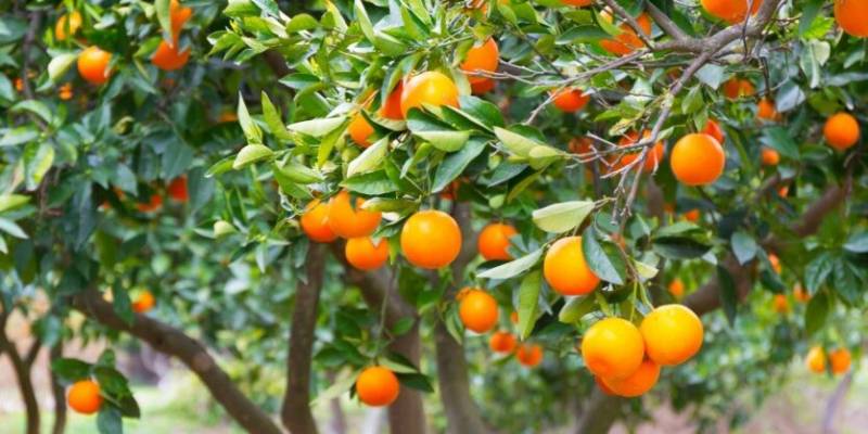 ¿Qué árboles frutales se cultivan en España?